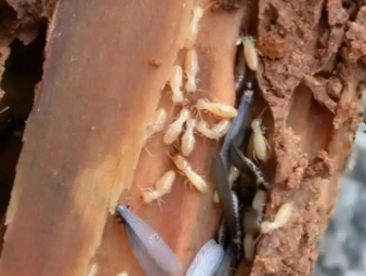 临武白蚁防治公司分享学校、医院等公共场所白蚁防治管理方案
